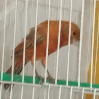 قناری نر سرخ شتری اورجینال مست مستخون|پرنده|مشهد, ادیب نیشابوری (شهرک غرب)|دیوار