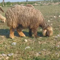 ۲راس میش ترکی سر زا