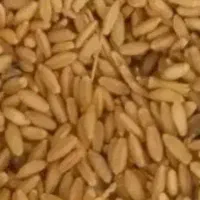 حدود 20کیسه گندم و جو تمیز