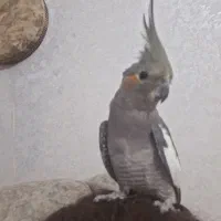 طوطی عروس گمشده لطفا پیدا کردید مژدگانی میدم|حیوانات|رشت, پیرکلاچای|دیوار