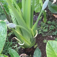 گل بابا آدم