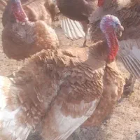 بوقلمون نروماده