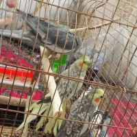 عروس هلندی خاص|پرنده|قم, سراجه (۱۵ خرداد)|دیوار