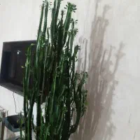 گل زیبای کاکتوس