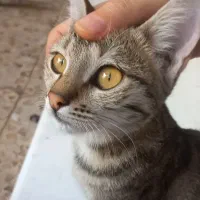 واگذاری به سرپرست مسئول و مطمئن