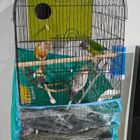 عروس هلندی و طوطی گرینچیک