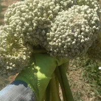 بذر پیازچه محلی درجه یک