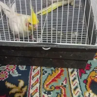 عروس هلندی جفت