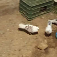 کبوتر رنگی وپرشی|پرنده|باغ حلی, |دیوار