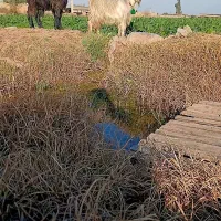 بیگ بزغاله|حیوانات مزرعه|دزفول, |دیوار