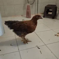 مرغ و خروس