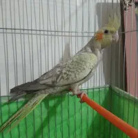 عروس هلندی طاق هم میزنم