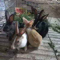 خرگوش