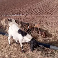 سلام بزغاله نر درجه یک داشتی|حیوانات مزرعه|قصرشیرین, |دیوار