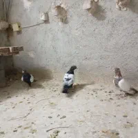 کبوترسینه|پرنده|شیروان (خراسان), |دیوار