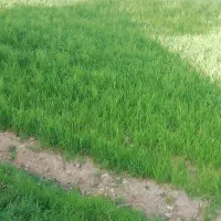 زمین دیم خوران