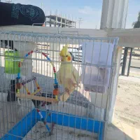 عروس هلندی  گم شده