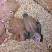 جوجه عروس سرلاکی