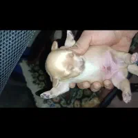 واگذاری توله اشپیتز|سگ|تهران, پارک شهر|دیوار