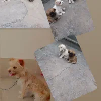 سگ پاکوتاه شیتزو