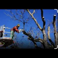 برش حرفه ای انواع درختان وهرس فرم دهی