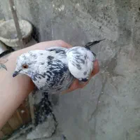 کفتر گرفتنی|پرنده|قم, علی آباد سعدگان|دیوار