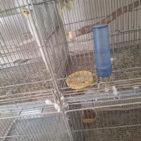 فروش انواع عروس وگرینجگ|پرنده|سپیدان, |دیوار