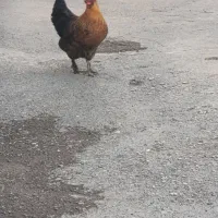 مرغ سلطان کاکلی و پاپر جوجه خروس|حیوانات مزرعه|کرمانشاه, |دیوار