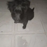 اشپیتز میکس