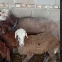 قوچ گوسفند بره