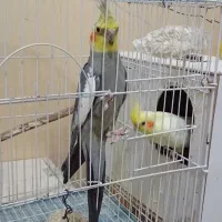 عروس هلندی،گرینچیک،برزیلی،ملنگو،مرغ عشق|پرنده|بندر کنگان, |دیوار