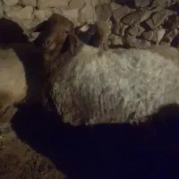 قوچ هترو|حیوانات مزرعه|شیروان (خراسان), |دیوار