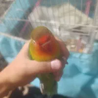 طوطی برزیلی|پرنده|رباطکریم, رباطکریم|دیوار