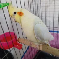 عروس هلندی مولد|پرنده|اندیشه, اندیشه فاز ۲|دیوار