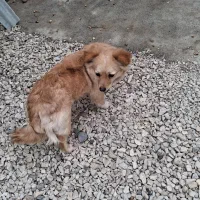 سگ اشپتز خیلی ریز جسته
