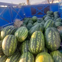 ۱۰۰۰ کیلو هندوانه کیلو۱۰