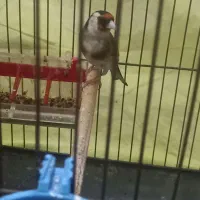 سهره نر معاوضه