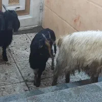 4رئس بزغاله ماده سالم درشت قلم دار