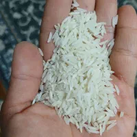 فروش برنج شمال
