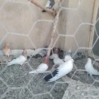 چند عدد کبوتر فروشی|پرنده|میانه, |دیوار