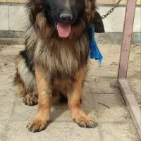 سگ ژرمن شپرد