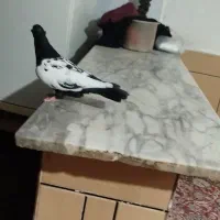 چهار عدد سبز دوخط درشت و چندتا رنگی