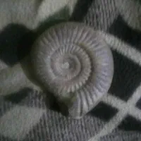 سنگ فسیل