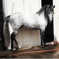 فروش اسب های کرد