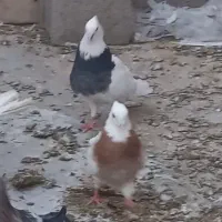 کبوتر