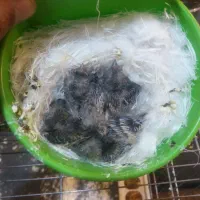 جوجه سهره قناری