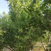 باغ دارای سند تک برگ