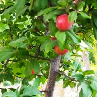 زمین کشاورزی وباغی