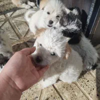 سگ پاکوتاه دوماهه نژادپاپیلون|سگ|بجنورد, |دیوار