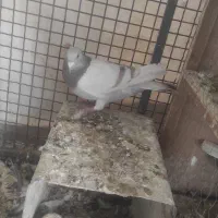 کفتر دسته اولی|پرنده|شیراز, امام حسین|دیوار